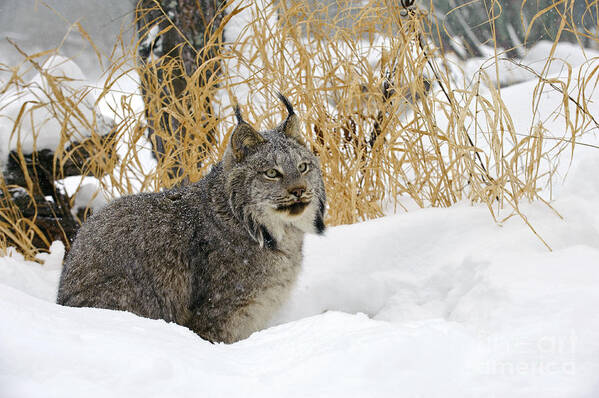 Lynx Canadensis Poster featuring the photograph Canadian Lynx #12 by John Shaw
