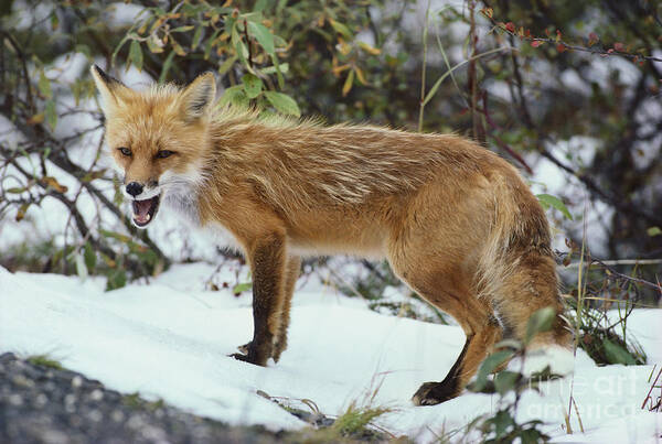 Outdoors Poster featuring the photograph Red Fox Vulpes Vulpes #12 by Art Wolfe