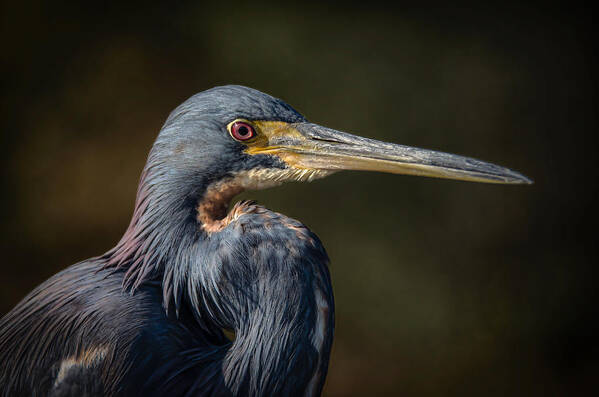 Birds Poster featuring the photograph Tricolored Heron #12 by Bill Martin
