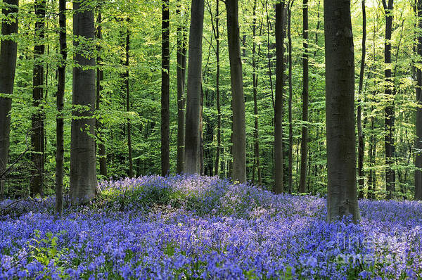 Bluebells Poster featuring the photograph 120206p191 by Arterra Picture Library