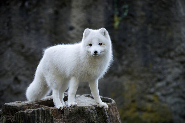 Animal Poster featuring the photograph Arctic Fox #13 by Mark Newman