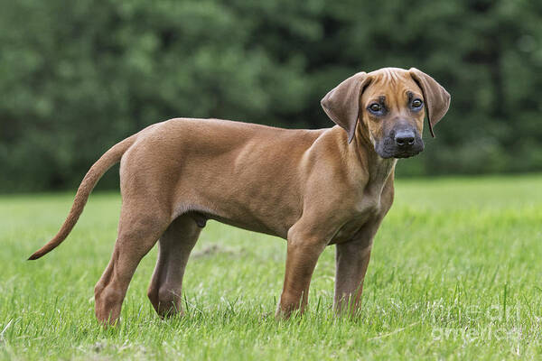 Rhodesian Ridgeback Poster featuring the photograph 130918p304 by Arterra Picture Library