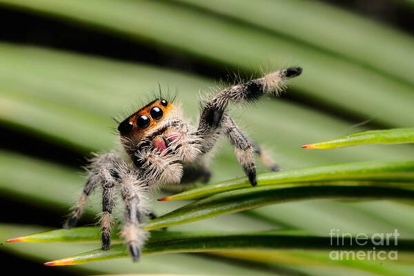 Animal Poster featuring the photograph Regal Jumping Spider #14 by Scott Linstead