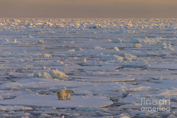 Polar Bear Poster featuring the photograph 150112p167 by Arterra Picture Library