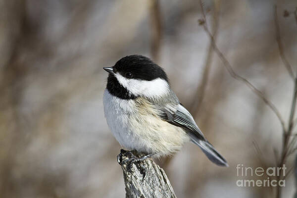 Nature Poster featuring the photograph Black-capped Chickadee #16 by Linda Freshwaters Arndt