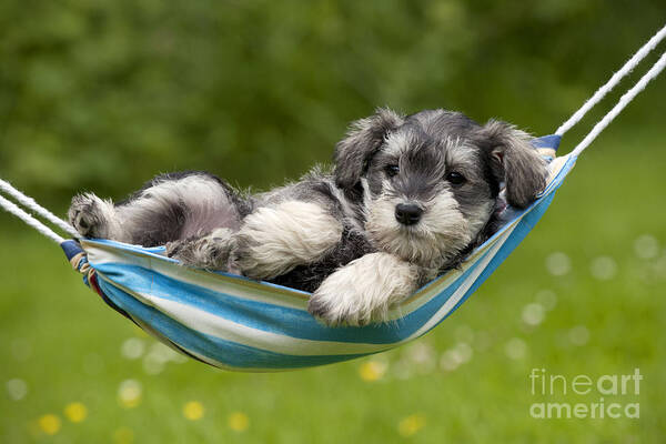 Dog Poster featuring the photograph Schnauzer Puppy Dog #16 by John Daniels