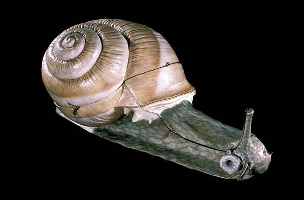 Animal Poster featuring the photograph 19th Century Anatomical Model Of A Snail by Patrick Landmann/science Photo Library