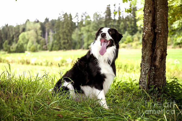 Dog Poster featuring the photograph Border Collie in the nature #2 by Gina Koch