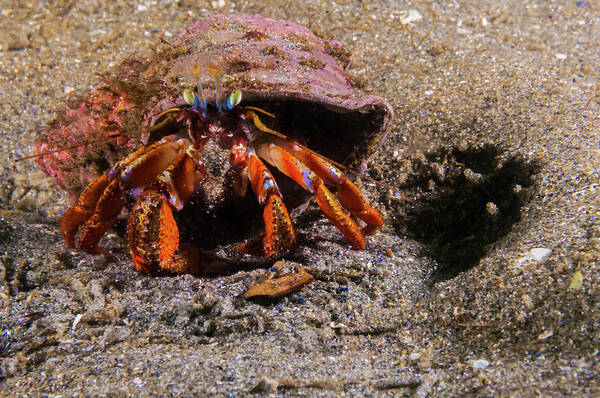 Acadian Hermit Crab Poster featuring the photograph Acadian Hermit Crabs Crawling #2 by Jennifor Idol