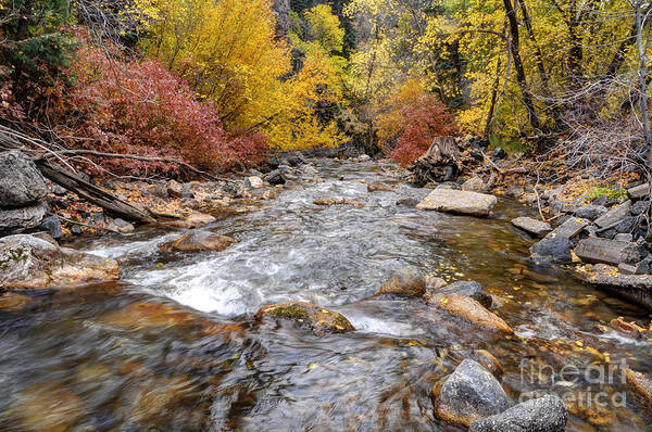 American Poster featuring the photograph American Fork Canyon Creek in Autumn - Utah #3 by Gary Whitton