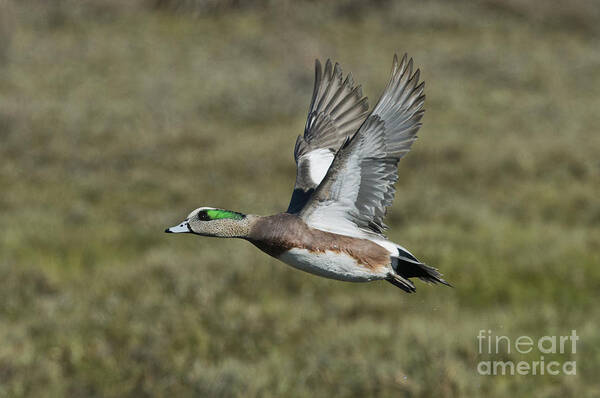 American Wigeon Poster featuring the photograph American Wigeon Drake #2 by Anthony Mercieca