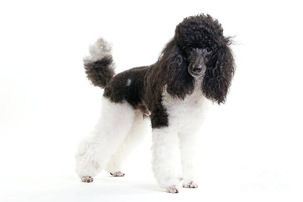 Poodle Poster featuring the photograph Black And White Poodle #2 by Jean-Michel Labat
