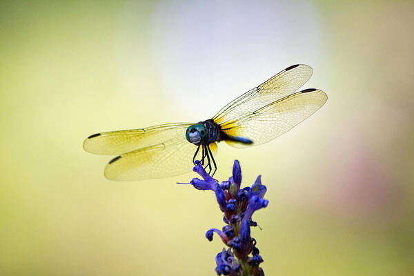 Blue Dragonfly Poster featuring the photograph Blue dragonfly #2 by Susan Jensen