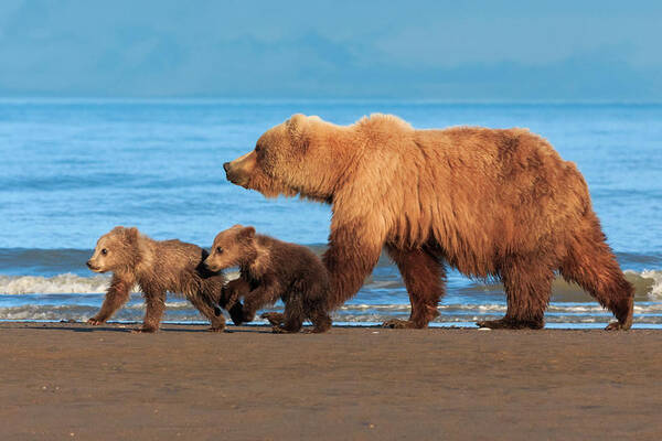 Brown Bear Poster featuring the photograph Brown Bear Sow And Cubs, Lake Clark #2 by Mint Images/ Art Wolfe