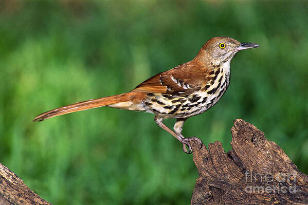 Animal Poster featuring the photograph Brown Thrasher #2 by Millard H. Sharp