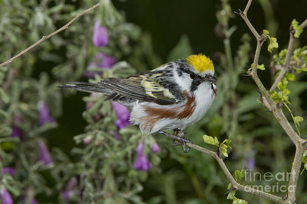 Chestnut-sided Warbler Poster featuring the photograph Chestnut-sided Warbler #2 by Anthony Mercieca