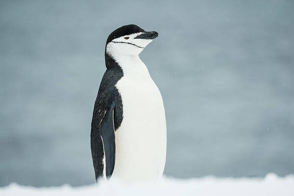 Ice Poster featuring the photograph Chinstrap Penguin Pygoscelis #2 by Deb Garside