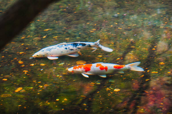 Carp Poster featuring the photograph Colored Carp in Fall Pond #2 by Hisao Mogi