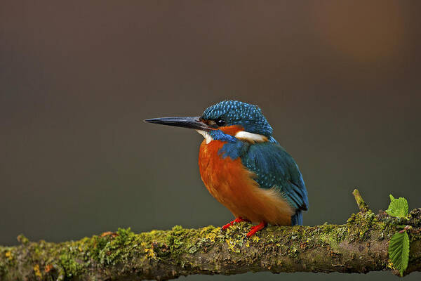 Kingfisher Poster featuring the photograph Common Kingfisher #2 by Paul Scoullar