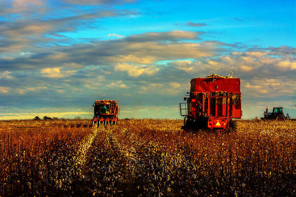 Cotton Harvest Framed Prints Poster featuring the photograph Cotton Harvest #1 by John Harding