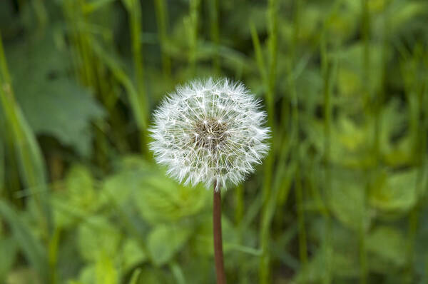 Dandelion Poster featuring the photograph Dandelion seed head #2 by David Davies