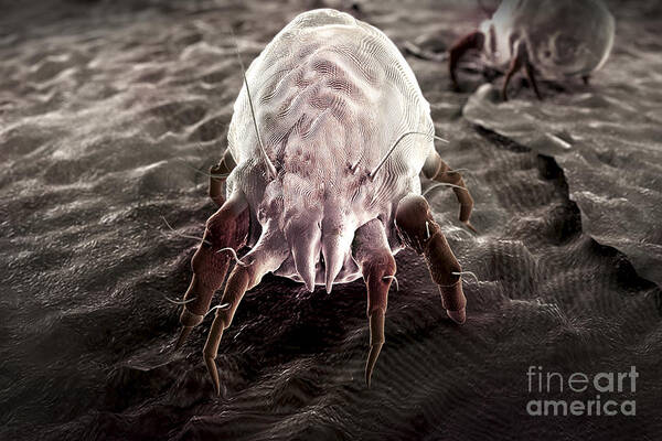 Sick Poster featuring the photograph Dust Mite #2 by Science Picture Co