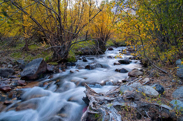 River Poster featuring the photograph Fall at Big Pine Creek #2 by Cat Connor