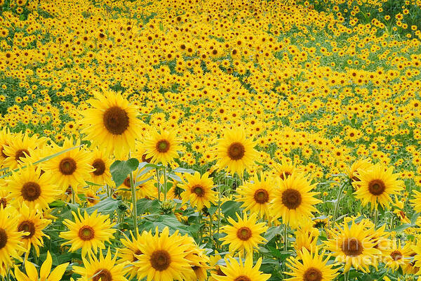 Flora Poster featuring the photograph Field Of Sunflowers Helianthus Sp #2 by David Davis