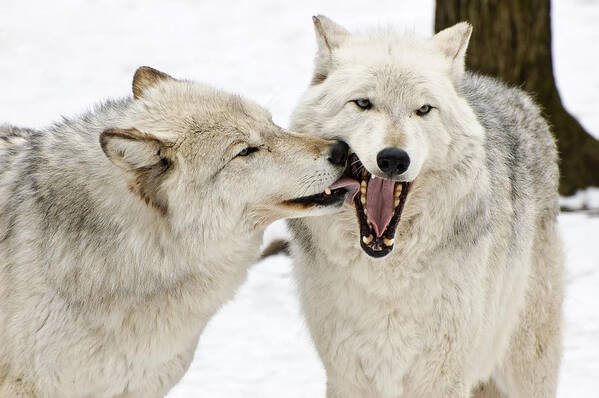 Wolf Poster featuring the photograph Flirting Wolves #2 by Gary Slawsky