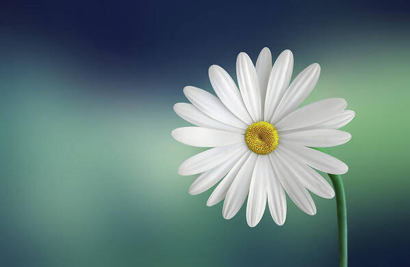 Flower Poster featuring the photograph Flower #2 by Bess Hamiti