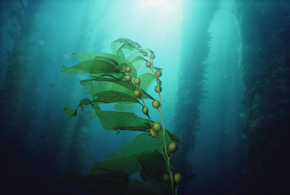 00085268 Poster featuring the photograph Giant Kelp Macrocystis Pyrifera Forest #1 by Flip Nicklin