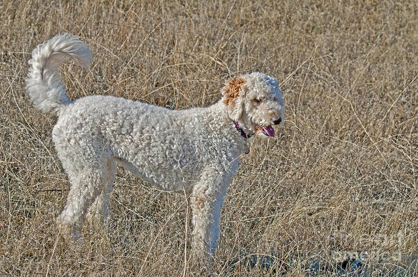 Nature Poster featuring the photograph Goldendoodle #2 by William H. Mullins
