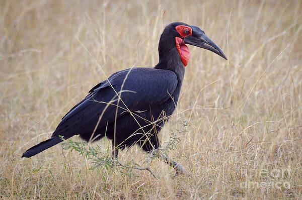 Africa Poster featuring the photograph Ground Hornbill #2 by John Shaw