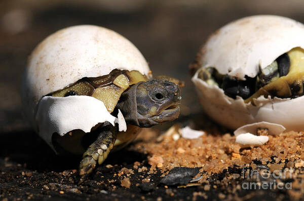 Hermann's Tortoise Poster featuring the photograph Hermanns Tortoise Hatching #2 by Reiner Bernhardt