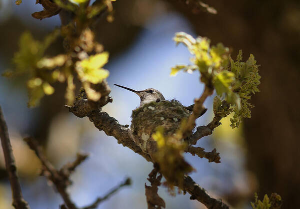 Humming Bird Poster featuring the photograph Hummingbird on Nest #2 by Betty Depee