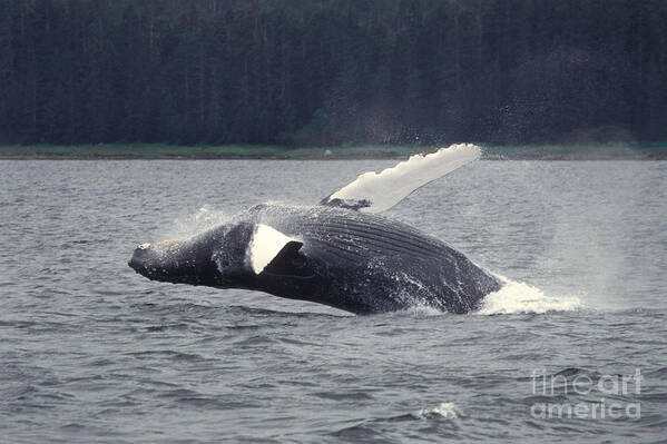 Animal Poster featuring the photograph Humpback Whale Breaching #2 by Ron Sanford