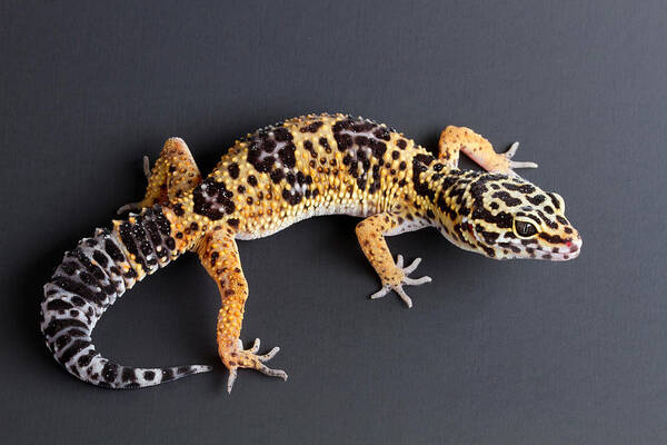 Common Leopard Gecko Poster featuring the photograph Leopard Gecko Eublepharis Macularius #2 by David Kenny