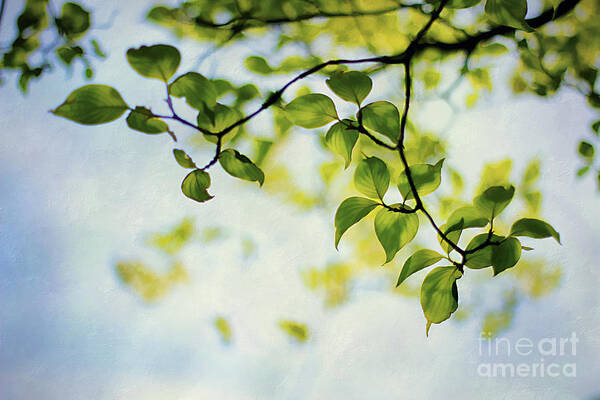 Background Poster featuring the photograph Looking Up #2 by Darren Fisher