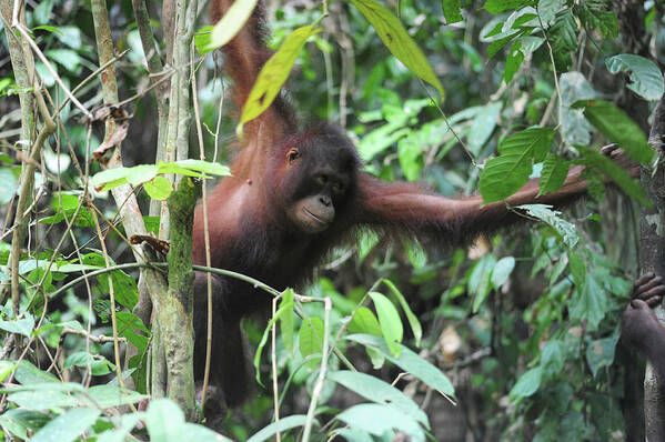 Animal Poster featuring the photograph Malaysia, Borneo, Sepilok, Orangutan #2 by Anthony Asael