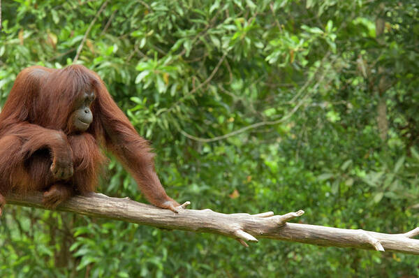 Animal Poster featuring the photograph Malaysia, Island Of Borneo, Sabah, Kota #2 by Cindy Miller Hopkins