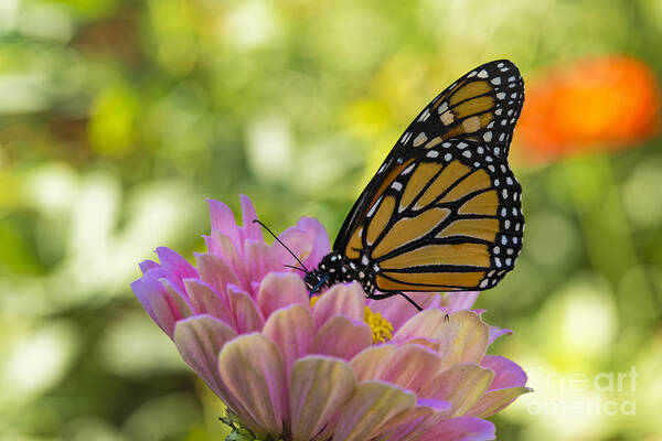 Animals And Pets Poster featuring the photograph Monarch Butterfly Drinking on a Pink Zinnia #2 by James L Davidson