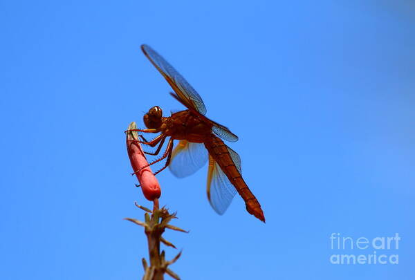  Red Poster featuring the photograph Nectar Feeding Red Dragonfly by Christiane Schulze Art And Photography