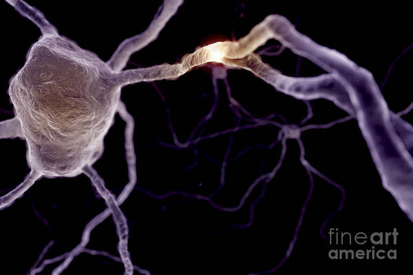 Biomedical Illustration Poster featuring the photograph Neurons #2 by Science Picture Co