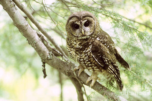 Northern Spotted Owl Poster featuring the photograph Northern Spotted Owl #2 by Art Wolfe