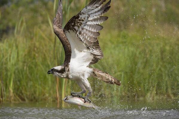 Osprey catching a fish #2 Poster by Science Photo Library - Science Photo  Gallery