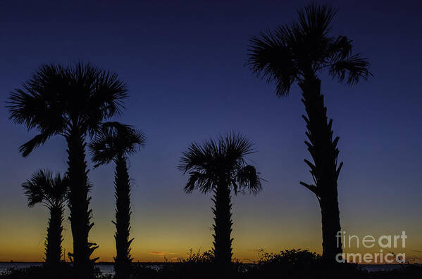 Palm Poster featuring the photograph Palmetto Sunset #1 by Dale Powell