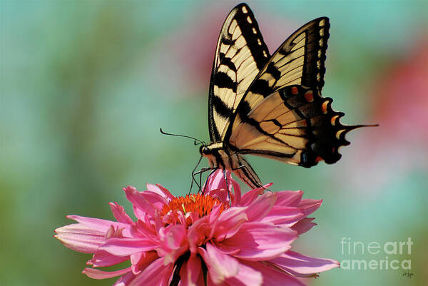 Butterfly Poster featuring the photograph Pastel by Lois Bryan