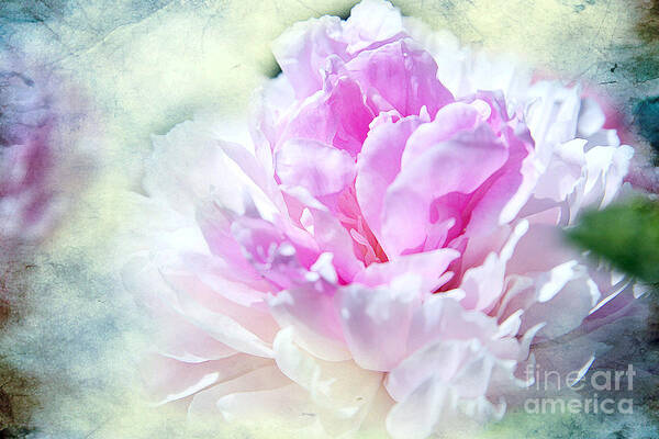 Peony Poster featuring the photograph Peonies #2 by Lali Kacharava