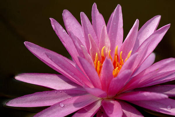 Water Poster featuring the photograph Pink Water Lily #2 by Pat Exum