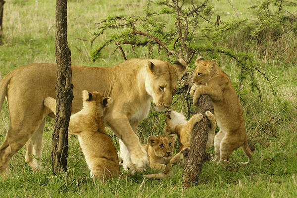 Lion Poster featuring the photograph Playing with Mom #2 by Michele Burgess